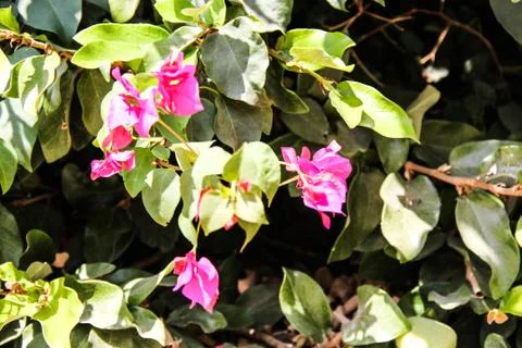 Summer Flower Stock Photos