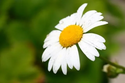 Summer flower Stock Photos