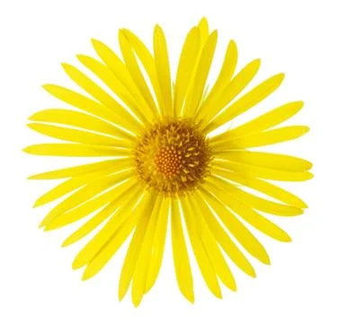 Summer Flower Foto stock