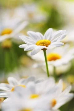 Summer Flower Stock-Fotos