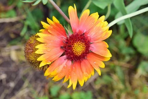 Summer flower  Foto stock
