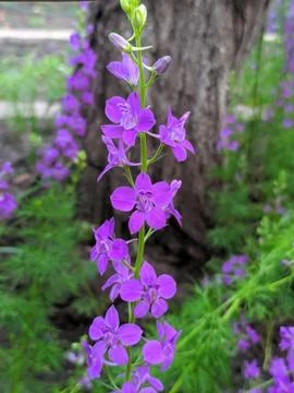 Summer flower. Stock Photos