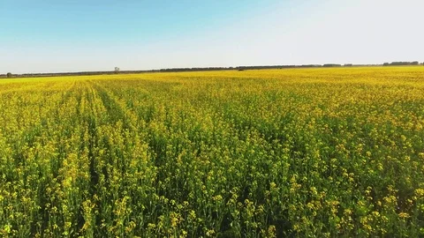 Summer flowering flower field with small yellow wildflowers. 스톡 동영상 80727310