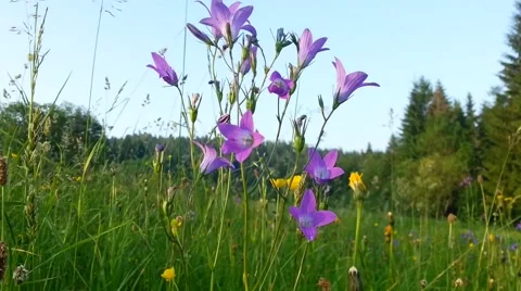 Summer flowers 1 Video stock 46281606