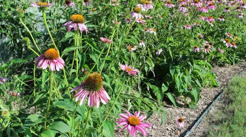 Summer Flowers 2 Video stock 24789269