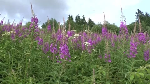 Summer flowers 2 Video stock 46281608