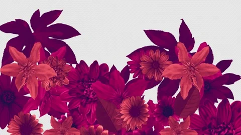 Summer Flowers Alpha Wipe 01 Stock Footage 293606662