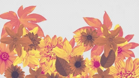 Summer Flowers Alpha Wipe 02 Stock Footage 293606663