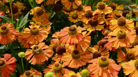 Summer flowers  and bee Stock Footage 22476438