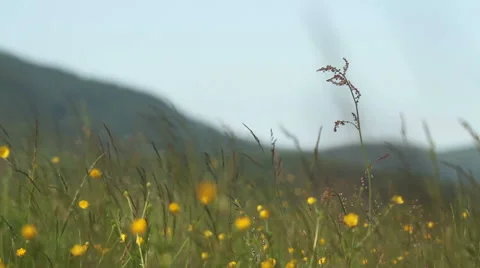 Summer flowers and grass Stock Footage 51543589
