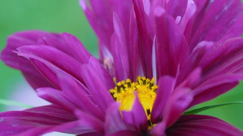 Summer flowers background Video stock 161814335