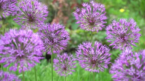 Summer flowers on the background of grass Stock Footage 170488605