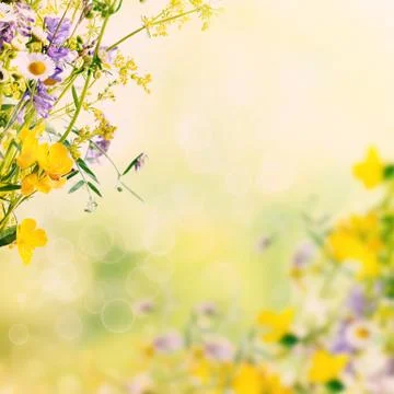 Summer flowers background Stockfoto's