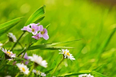 Summer flowers background. Stock Photos