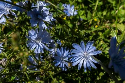 Summer flowers background Stock Photos