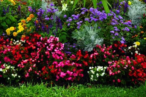 Summer flowers background Foto stock