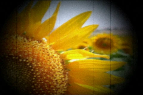 Summer flowers in bloom Stock Footage 518230