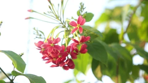 Summer flowers blooming ragoon creeper Stock Footage 309989353