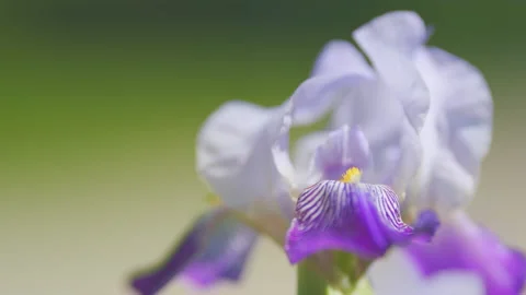 Summer flowers closeup. Bearded iris flower swing on wind in the spring under Stock Footage 202283557