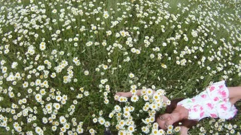 Summer flowers Stock Footage 14839590