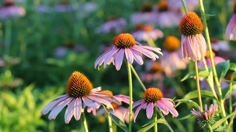 Summer Flowers Stock Footage 24743793