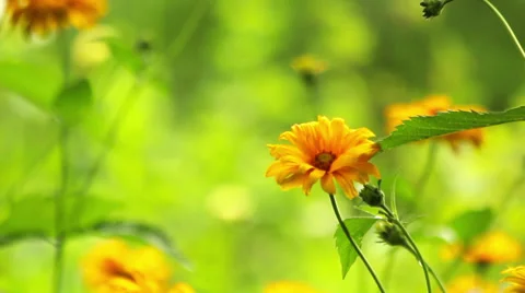 Summer flowers Stock Footage 39587881