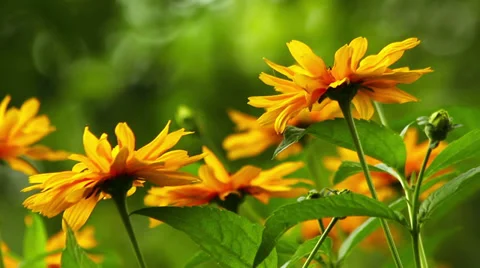 Summer flowers Stock Footage 39587951