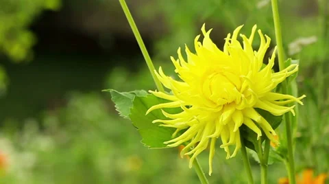 Summer flowers Stock Footage 39588009