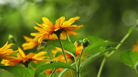 Summer flowers Stock Footage 39588049