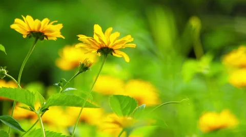 Summer flowers Stock Footage 39588069