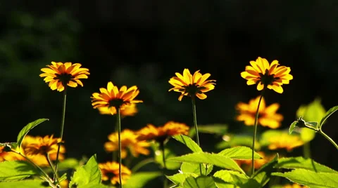Summer flowers Stock-Footage 39588085