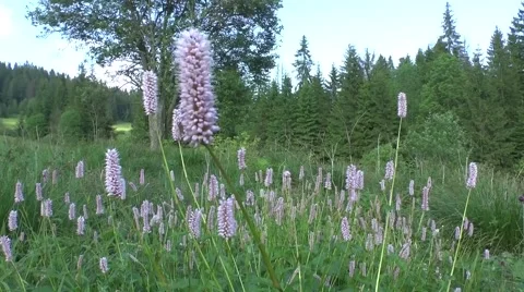 Summer flowers Video stock 46284390