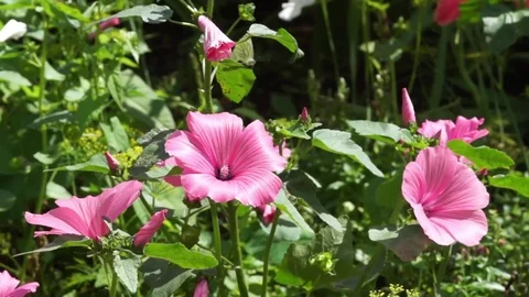 Summer Flowers 動画素材 78975688