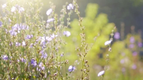 Summer Flowers Stock Footage 84889210