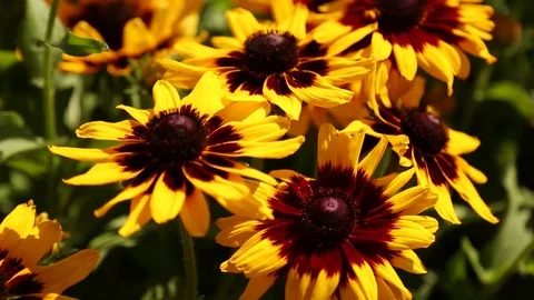Summer Flowers Stock Footage 94676568