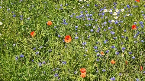 Summer flowers Stock Footage 95276891