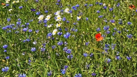 Summer flowers Stock Footage 95276920