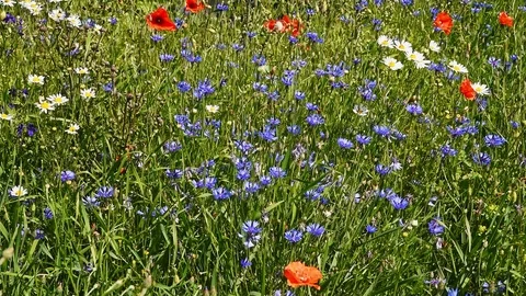 Summer flowers Stock Footage 95276973