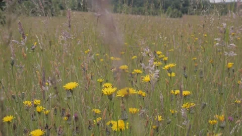 Summer flowers Vídeos de archivo 132749244