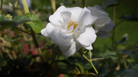 Summer flowers Stock Footage 233447256