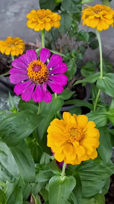 Summer Flowers Stock Footage 278205170