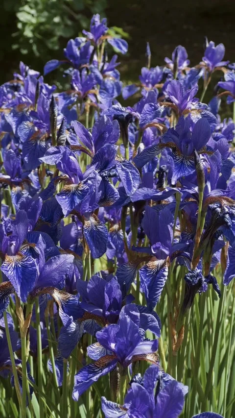 Summer flowers Stock Footage 278249019