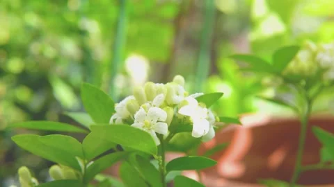 Summer Flowers with Fresh Dew Drops in Soft Atmospheric Natural Light Stock Footage 341913962