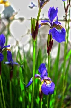 Summer Flowers in full bloom - Iris Stock Photos