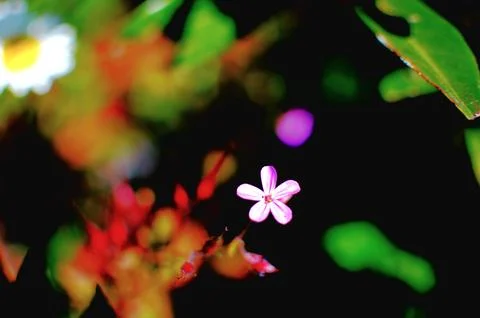 Summer Flowers in full bloom Stock Photos