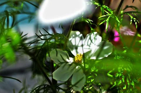 Summer Flowers in full bloom Stock Photos