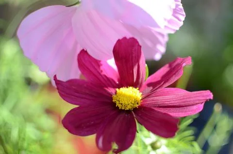 Summer Flowers in full bloom Stock Photos