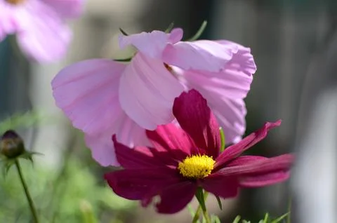 Summer Flowers in full bloom Stock Photos