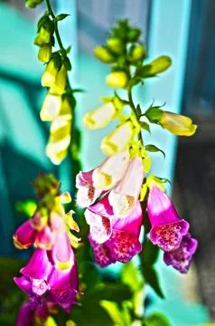 Summer Flowers in full bloom Stock Photos