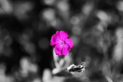 Summer Flowers in full bloom Stock Photos